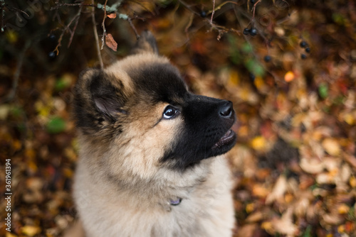 12 week old Eurasier puppy dog looking to the side in autumn leaves photo