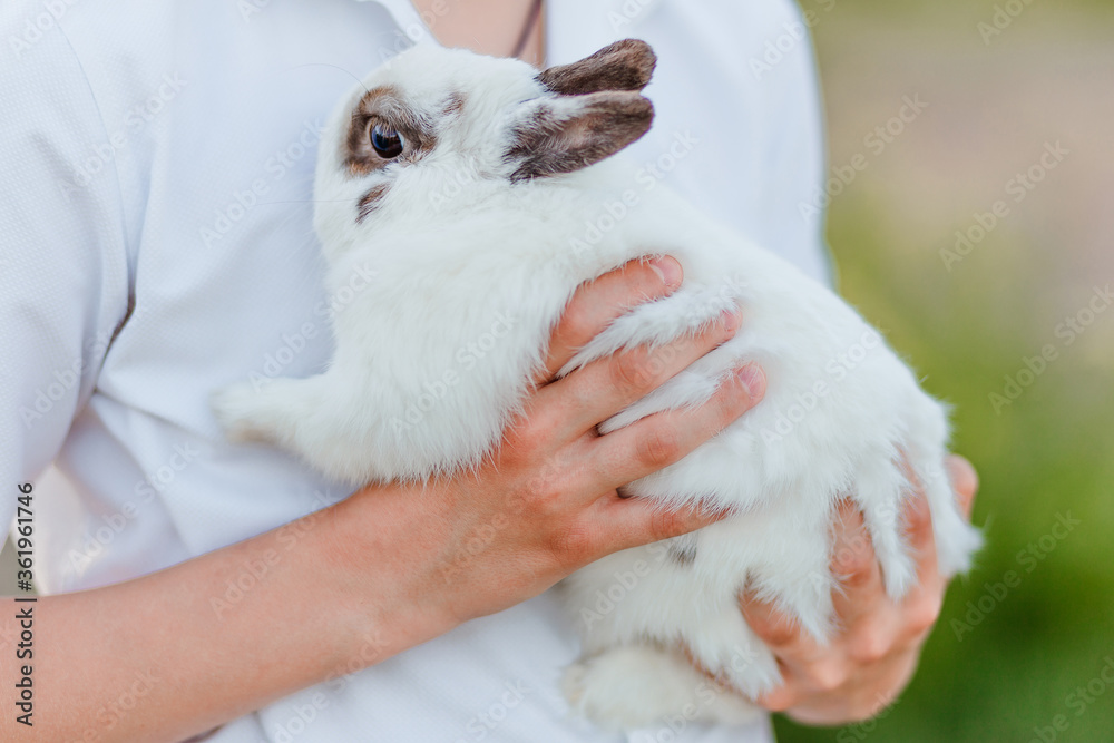 white pet rabbit with gray ears in the baby's hands