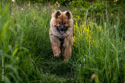 Eurasier puppy dog running towards camera in the tall grass