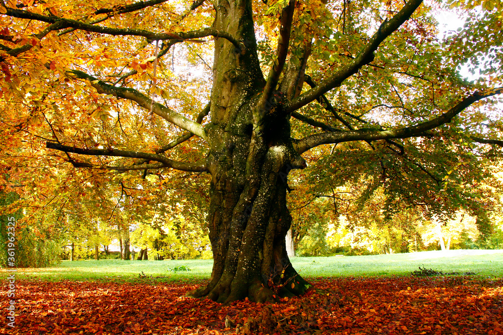 Obraz premium Herbstlandschaft