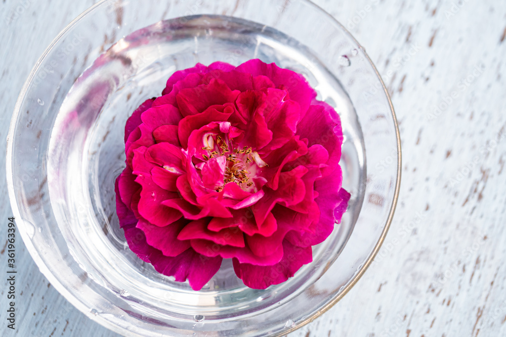ガラスの器 冷たい水に浮かべた赤いバラ ライラ シュラブローズ Stock Photo Adobe Stock