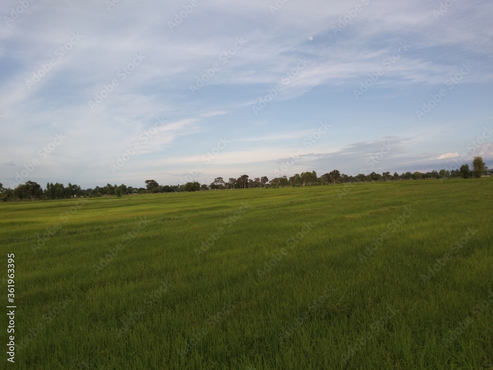 green field and blue sky green field and blue sky