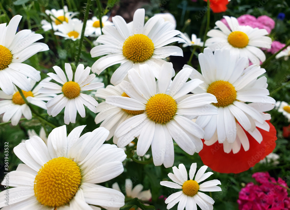 Fototapeta premium Beautiful large daisies with a white petals