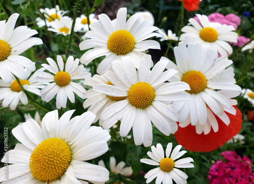 Beautiful large daisies with a white petals