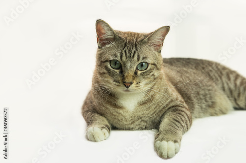 Cute cat image in a white background.