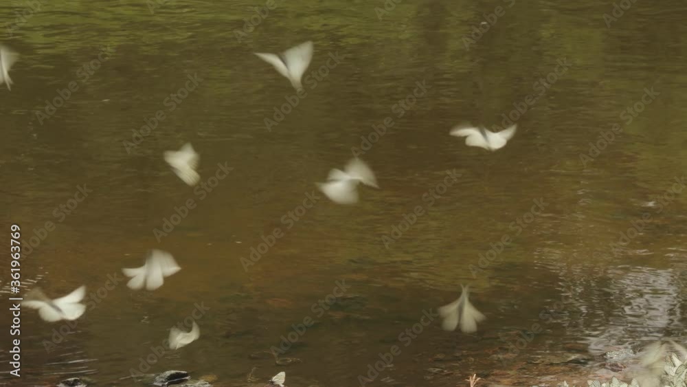 Pieris brassicae, A large number of butterflies fly over the river. Pieris brassicae, A large number of butterflies fly over the river.