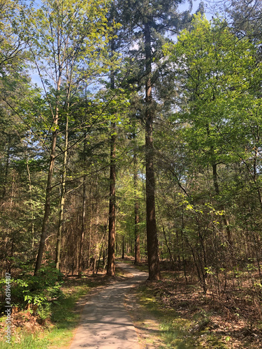 Bicycle path in the forest around Hardenberg photo