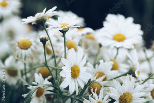 spring daisies and black background