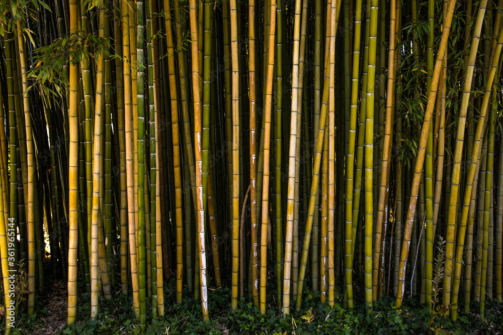 Fototapeta premium The bamboo forest of the Ninfa gardens, an ancient medieval town located in the province of Latina, Italy.