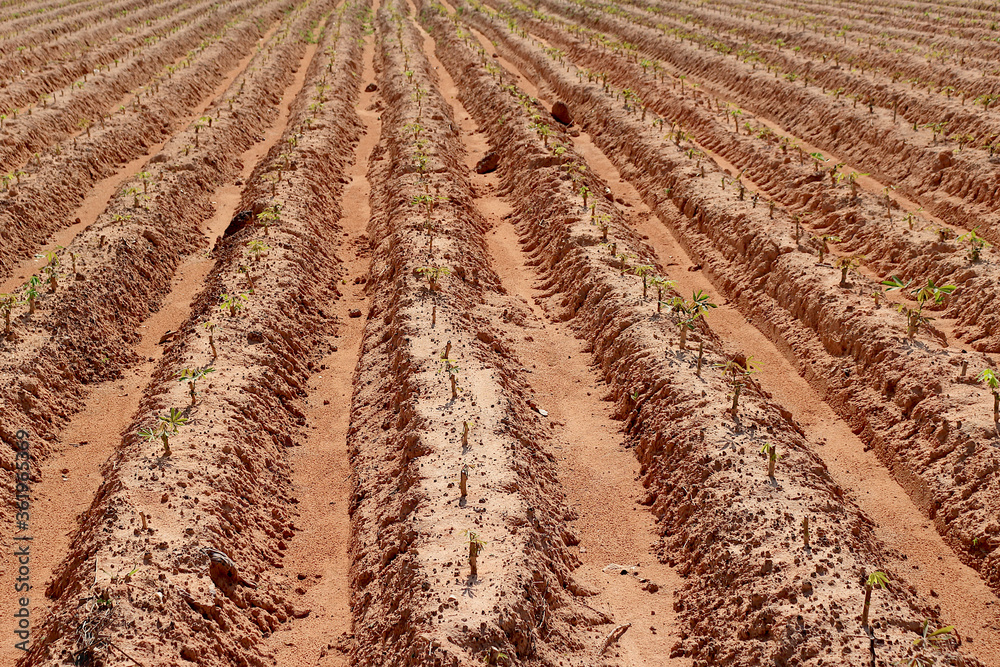 Cassava plantation in a beautiful row. 2 Cassava plantation in a beautiful row. 2