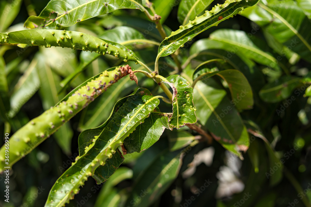 The young leaves of the mango tree were destroyed by insects.