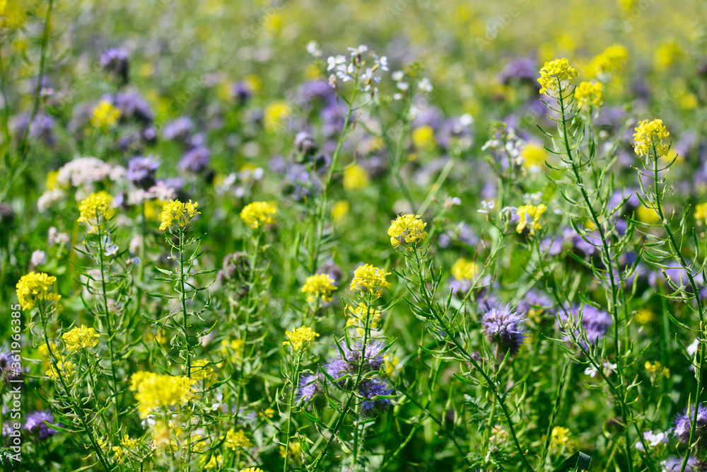 Obraz premium Bienenweide, Bienenfutterwiese