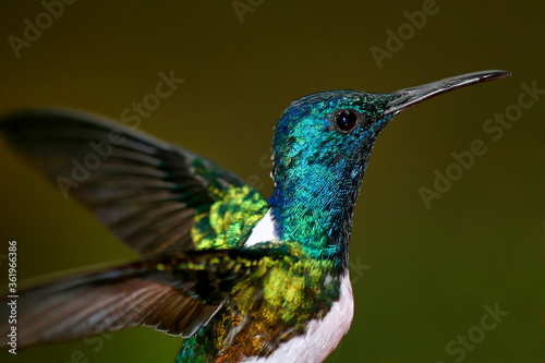 Hummingbird, Maquipucuna Cloud Forest Reserve, Pichincha Province, Ecuador, America