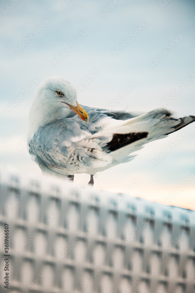 Obraz premium Möve auf dem Strandkorb
