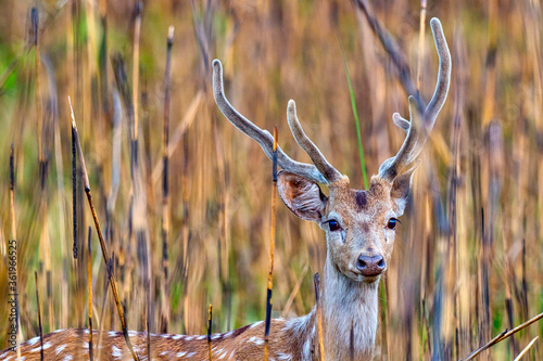 Spotted Deer, Cheetal, Axis Axis, Axis Deer, Royal Bardia National Park, Bardiya National Park, Nepal, Asia photo