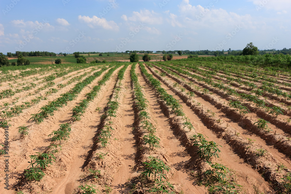 Cassava plantation in a beautiful row and the sky as the background. Cassava plantation in a beautiful row and the sky as the background.