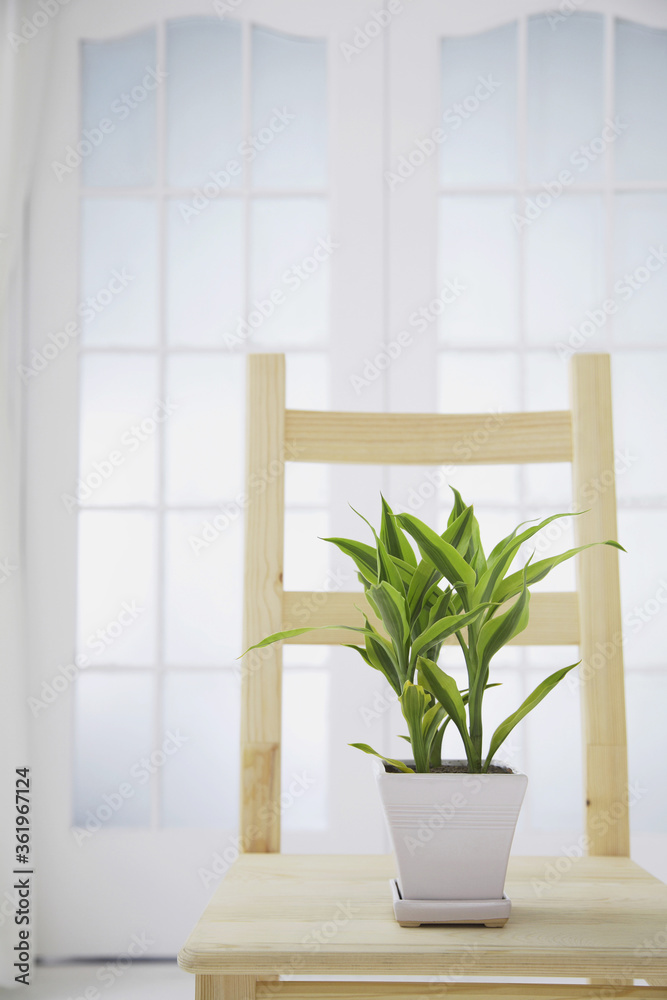 Fototapeta premium A pot of plant on a wooden chair
