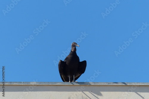 Urubu pousado no telhado de um prédio photo