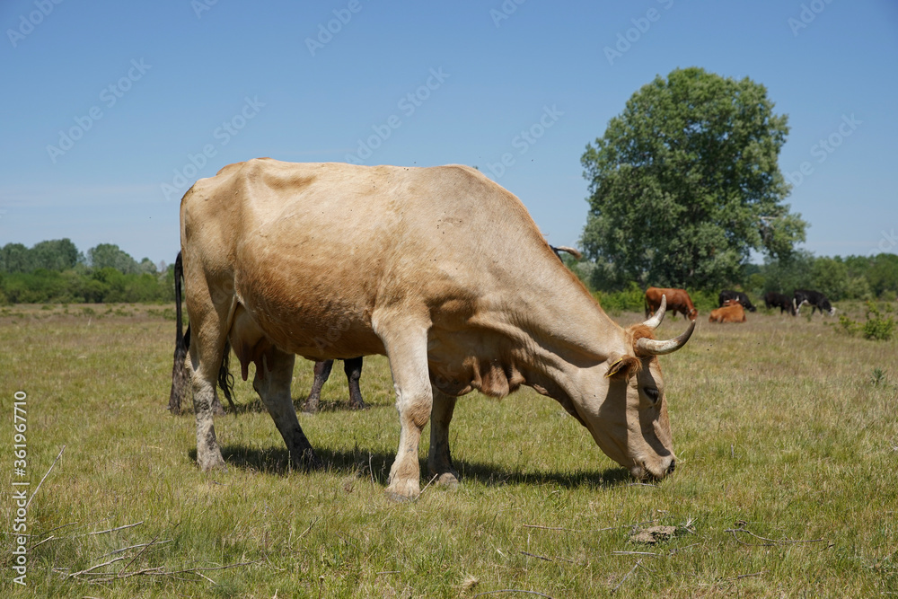 Close up of a brown cow. in the background a herd of cows grazes in the meadow. keeping cattle outdoors. Blue sky with clouds. Europe Hungary