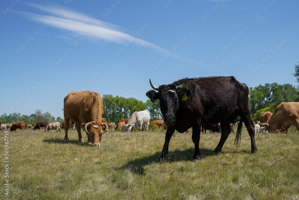 A cow is grazing green grass in the meadow. Cattle breeding outdoors. Blue sky and white clouds. Europe Hungary