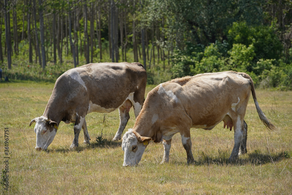 A cow is grazing green grass in the meadow. Cattle breeding outdoors. Blue sky and white clouds. Europe Hungary A cow is grazing green grass in the meadow. Cattle breeding outdoors. Blue sky and white clouds. Europe Hungary
