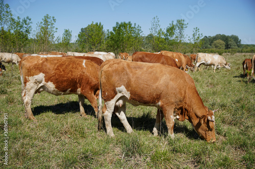Cattle cows and calves graze in the grass. keeping cattle under the open sky. Blue sky with clouds. Europe Hungary © Varga_photography
