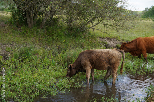 Cows graze and drink on the banks of the stream. Cattle-breeding. Europe Hungary.