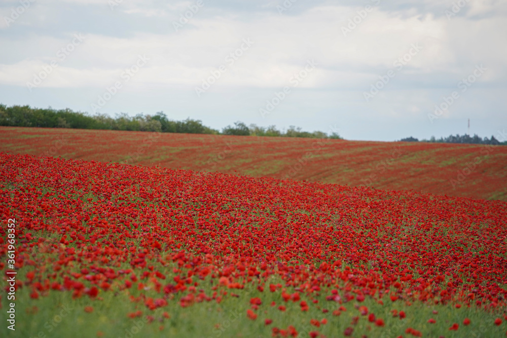 Red poppies on the spring meadow, gray clouds in the sky. Europe Hungary