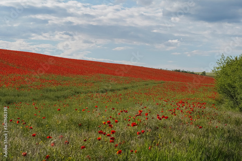 Beautiful red poppy field with blue sky and dark clouds before sunny weather storm. Soft focus blurred background. Europe Hungary