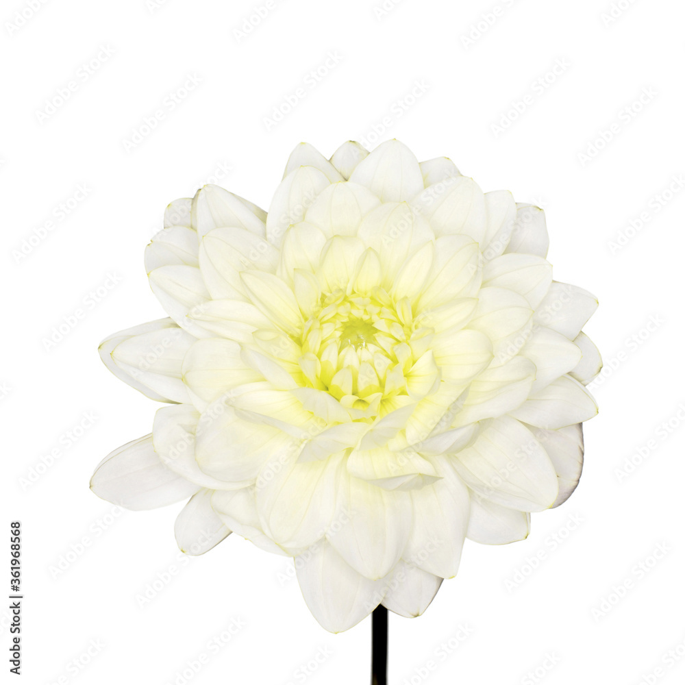 Chrysanthemum Chrysanthemum