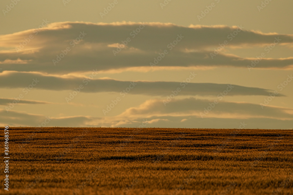 Sunset on the grain field. Wheat or barley is ready for harvest. Dramatic scenic landscape with clouds in the sky. Sunset on the grain field. Wheat or barley is ready for harvest. Dramatic scenic landscape with clouds in the sky.