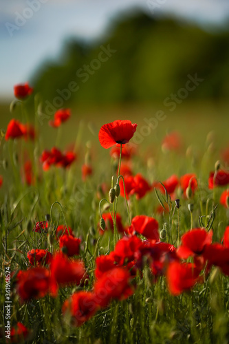 Red poppy flowers and buds on a meadow on a green natural background. Close-up soft focus blurred background.
