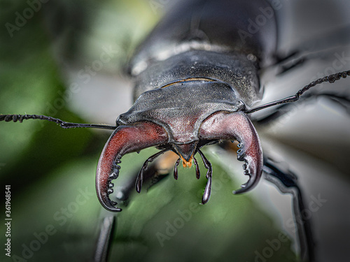 Hirschkäfer Stag Beetle insekt Makroaufnahme photo