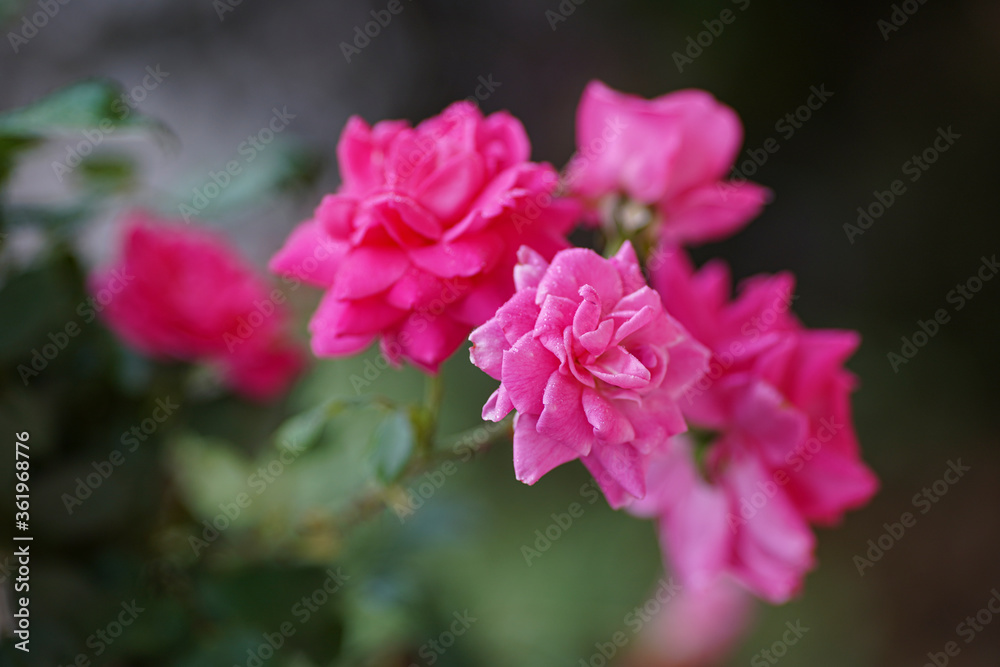 Beautiful hybrid tea rose pink rose flower in the garden close up after rain Beautiful hybrid tea rose pink rose flower in the garden close up after rain