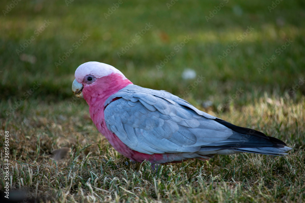 Fototapeta premium Pink galah on the grass