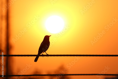 A bird watching(kissing) the sunset © Kavkirat