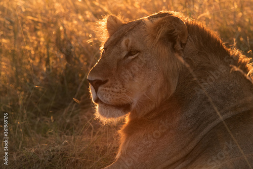 A portrait of the lion in the evening light  Masai Mara Kenya