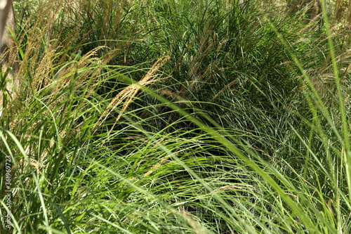 Green grass type, Lisbon, Portugal