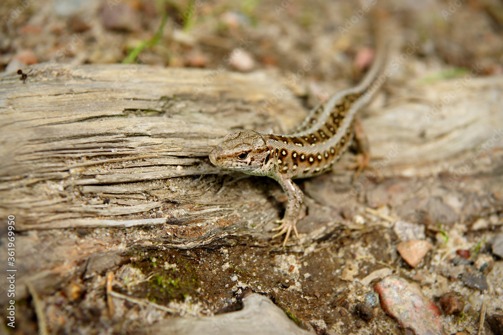 Small sand lizard sitting on the tree root. Lacerta agilis - a little fellow you can meet in european forests and meadows. Small sand lizard sitting on the tree root. Lacerta agilis - a little fellow you can meet in european forests and meadows.