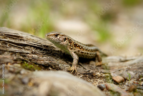 Small sand lizard sitting on the tree root. Lacerta agilis - a little fellow you can meet in european forests and meadows.