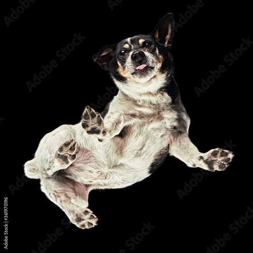 Fototapeta Naklejka Na Ścianę i Meble -  Floating shot of a Jack Russell Terrier
