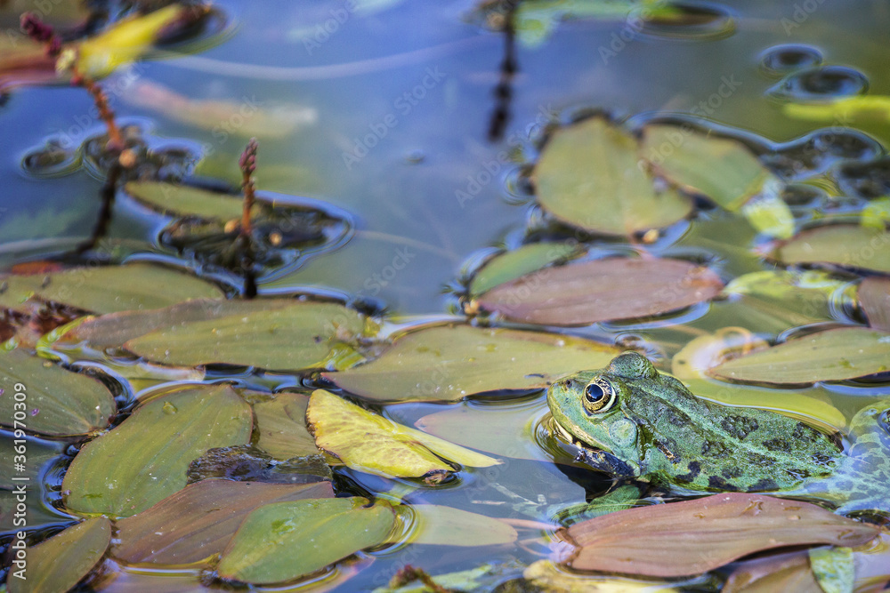 Green frog (Pelophylax) in a pond between aquatic plants