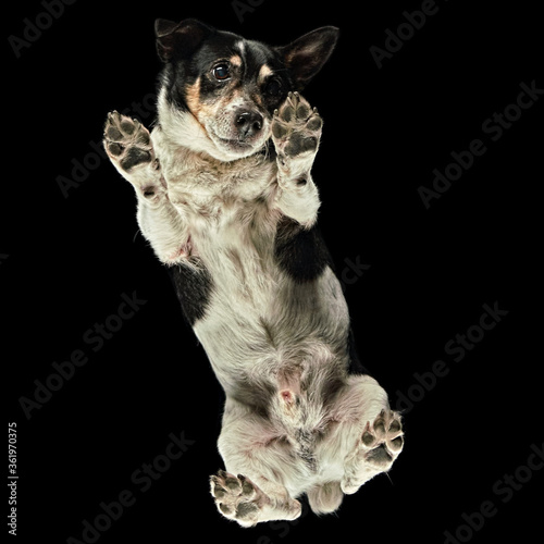 Underneath floating shot of a Jack Russell Terrier © Uniquecapture