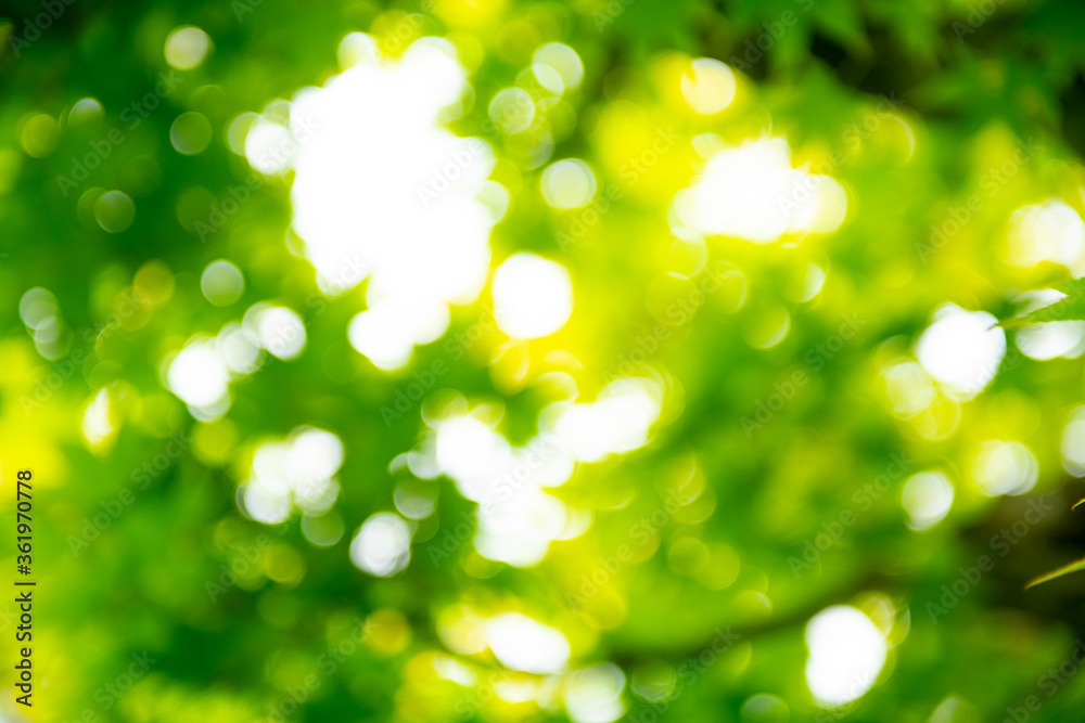 Fototapeta premium 緑の背景