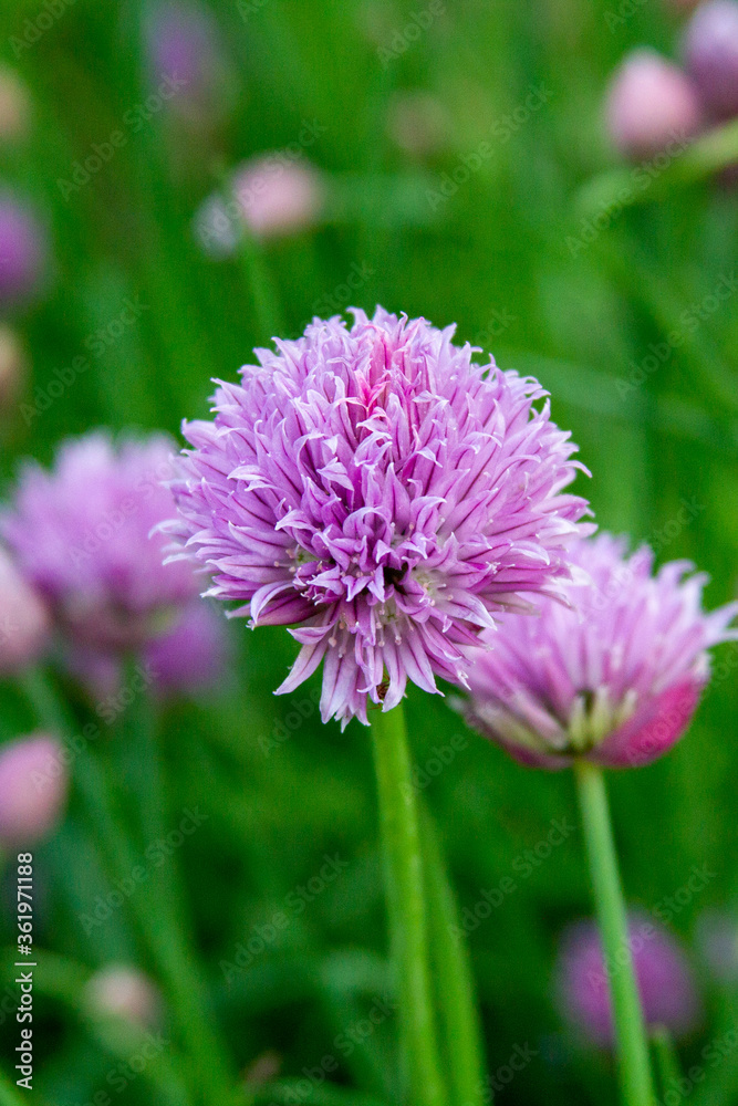 flowering onion chives in a garden flowering onion chives in a garden