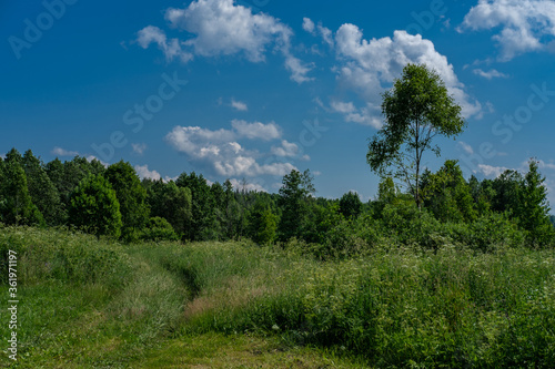 Country landscape against the background of tall grass, forest and blue sky with small clouds. © KorshunovDV
