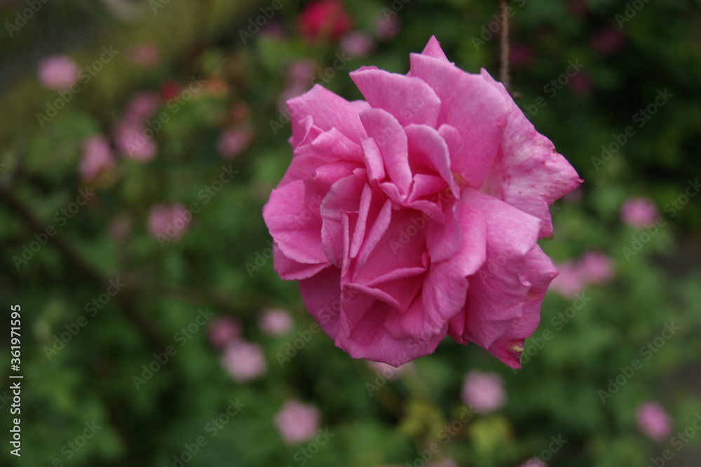 rose rose