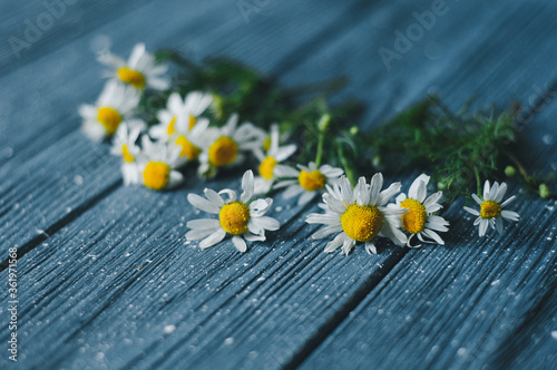 Light blue wooden vintage background with copy space and white daisies © yana_novak22