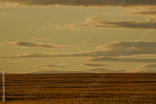 Sunset on the grain field. Wheat or barley is ready for harvest. Dramatic scenic landscape with clouds in the sky.