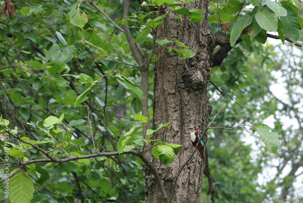a kingfisher at the jungle a kingfisher at the jungle